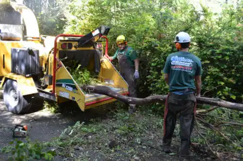 tree services North Miami